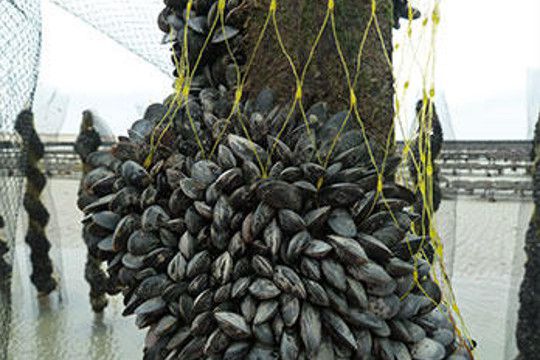 Filet de catinage biodégradable pour les moules de bouchot